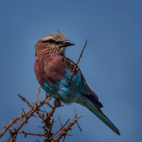 Merit For Looking For A Prey By Sam Fernando