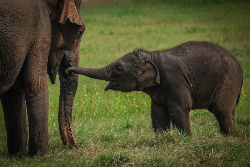 Honour For Happy Baby By Mangala Jayasekera