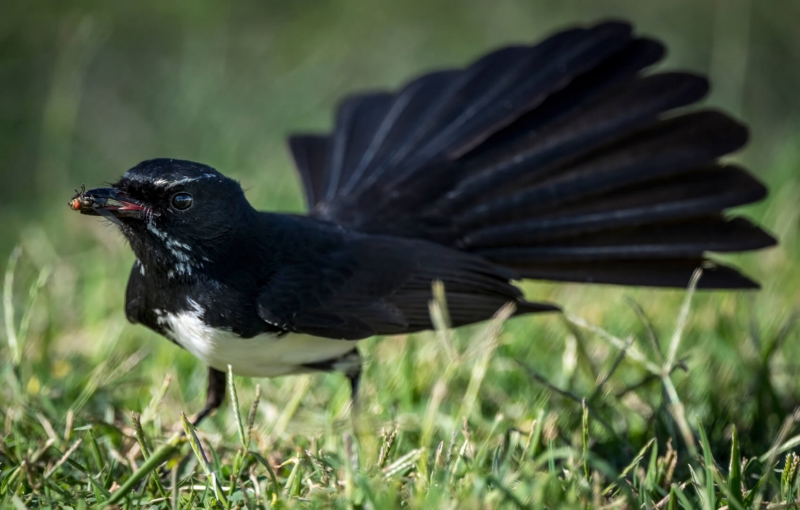 Merit For 081 Wagtail Picnic By Jefferey Mott