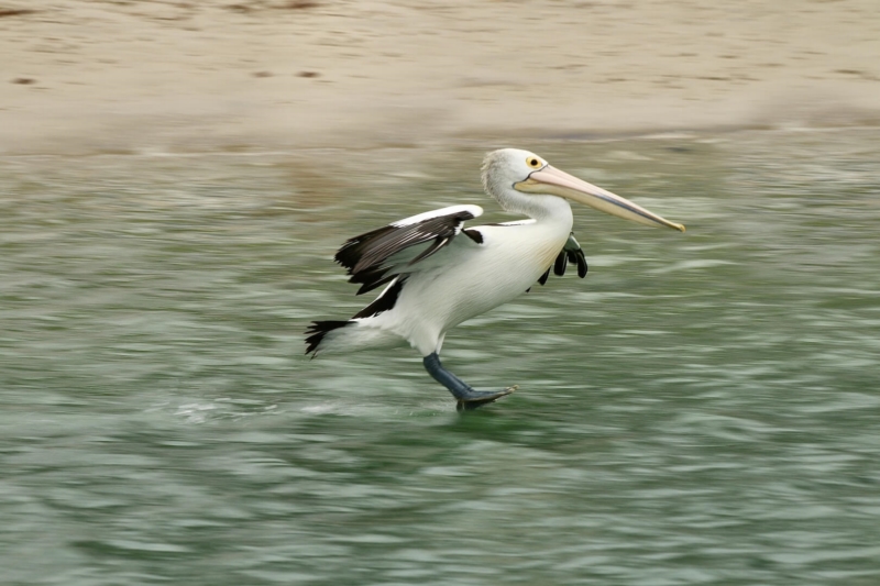 Merit For AB121 Perfect Landing By Heidi Wallis