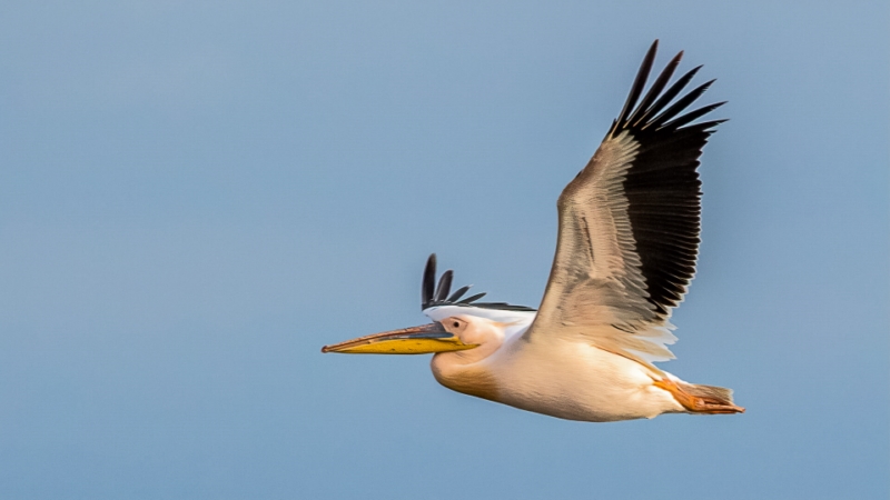 Merit For In Flight By Lekha Suraweera