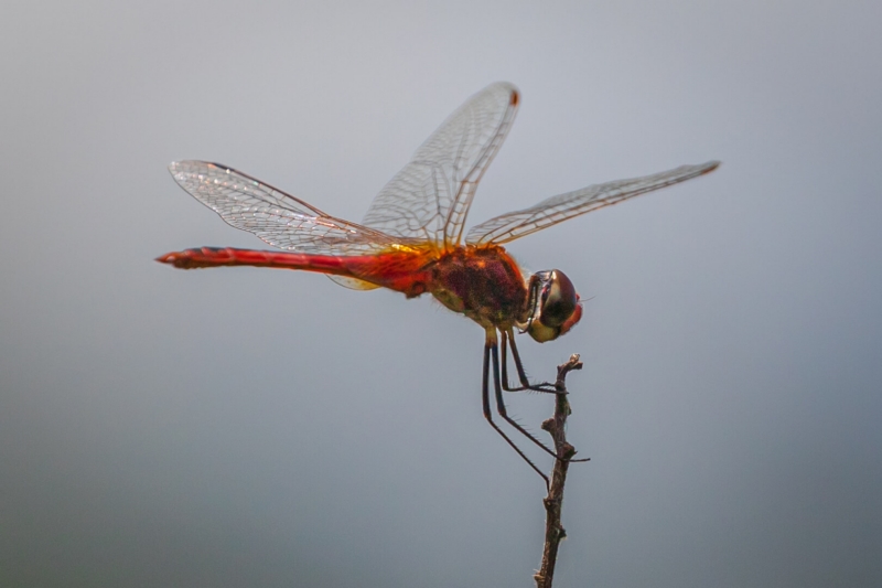 Merit For Stalking By Bruce McDonald