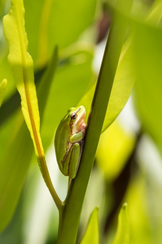 Merit For Sunny Sedge By Hazel Sempf