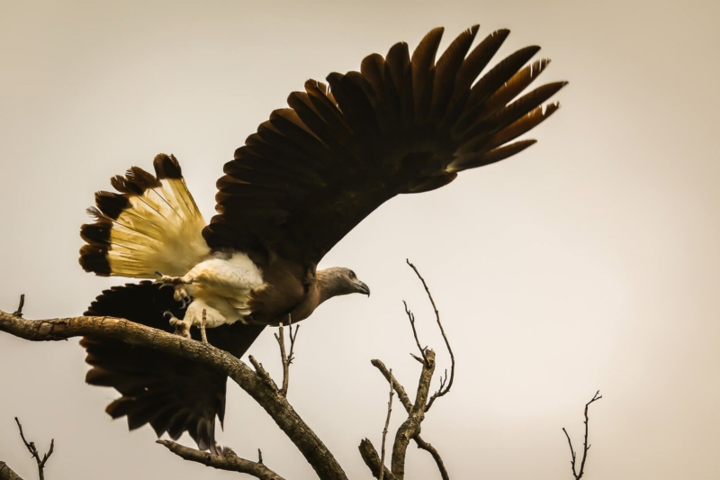 Merit For Taking Off By Mangala Jayasekera