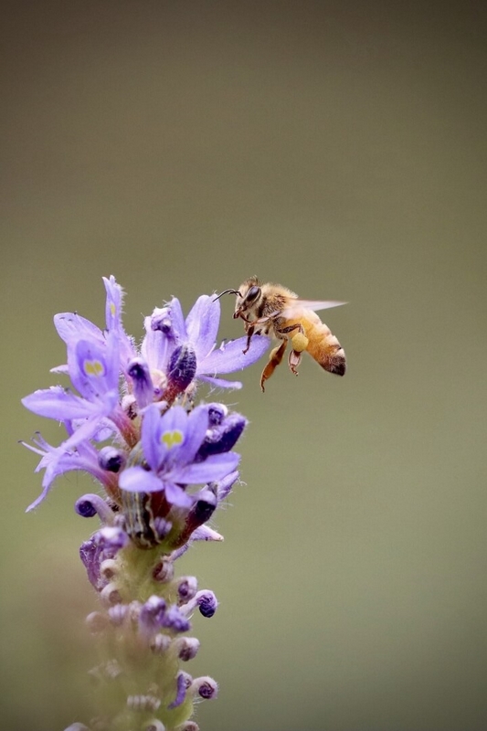 Honour For Digital A45 Busy Bee By Heidi Wallis