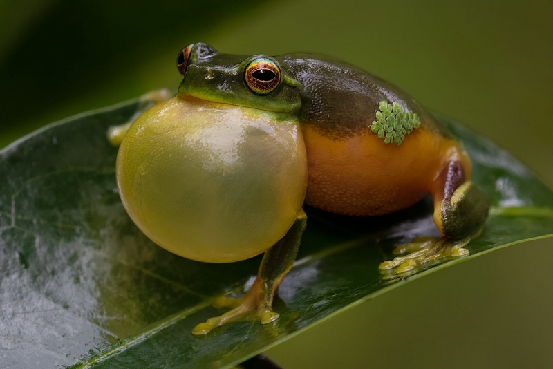 Honour For Digital Croaking In The Rain By Jefferey Mott