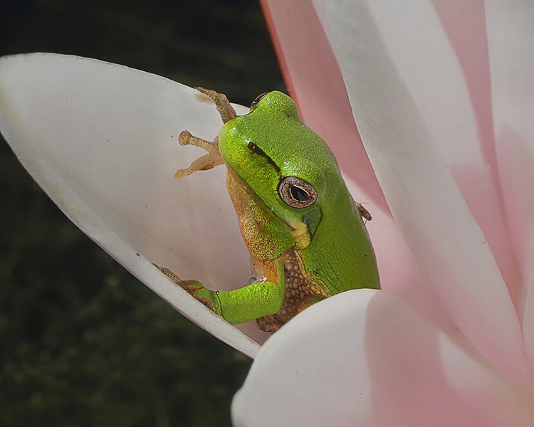 Merit For Digital A65 Frog On A Lilly Flower ,Jpg By Joyce Metassa