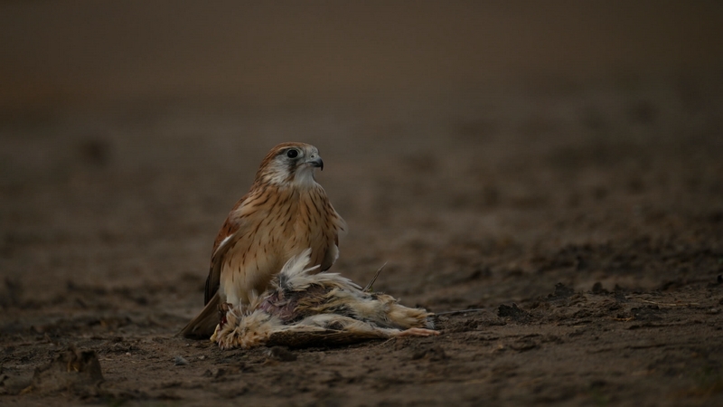 Merit For Digital HUNGRY KESTREL By Gwenda Kruger