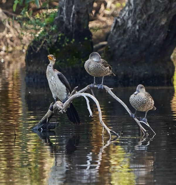 Merit For Digital One Pied Cormorant Two Grey Teal By Russell Dickson