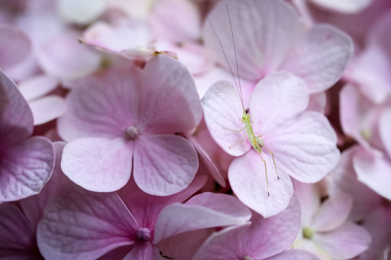 Merit For Digital Petal Hopper By Michelle Coles