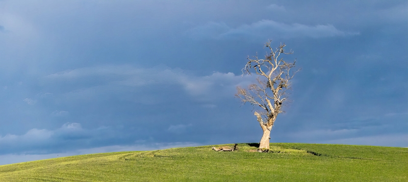 Merit For Print A Lone Tree By Lekha Suraweera