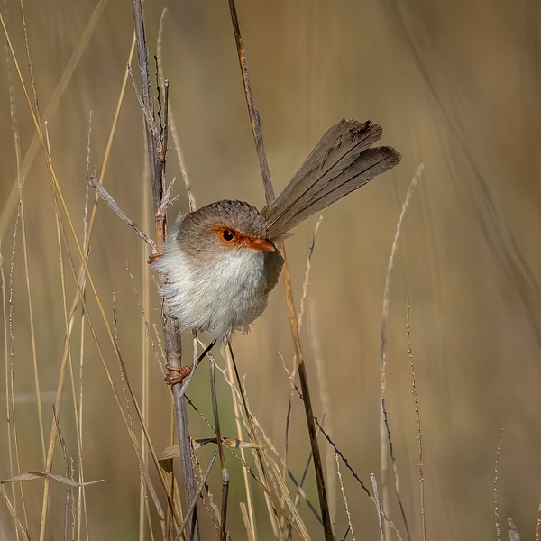 Merit For Print Not A Grassbird By Hector Beveridge