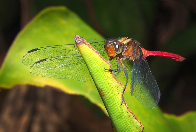 Merit For Print A65 Red Dragon Fly  By Joyce Metassa