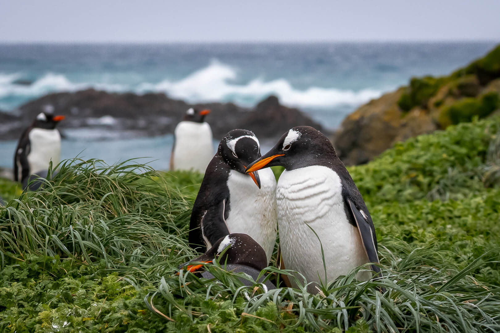 Honour For Digital Family Time By Susan Chisholm