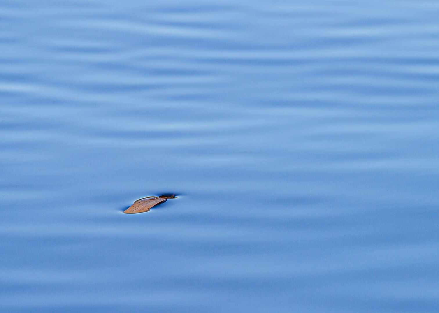 Honour For Digital Floating Fallen Leaf By Joyann Singleton