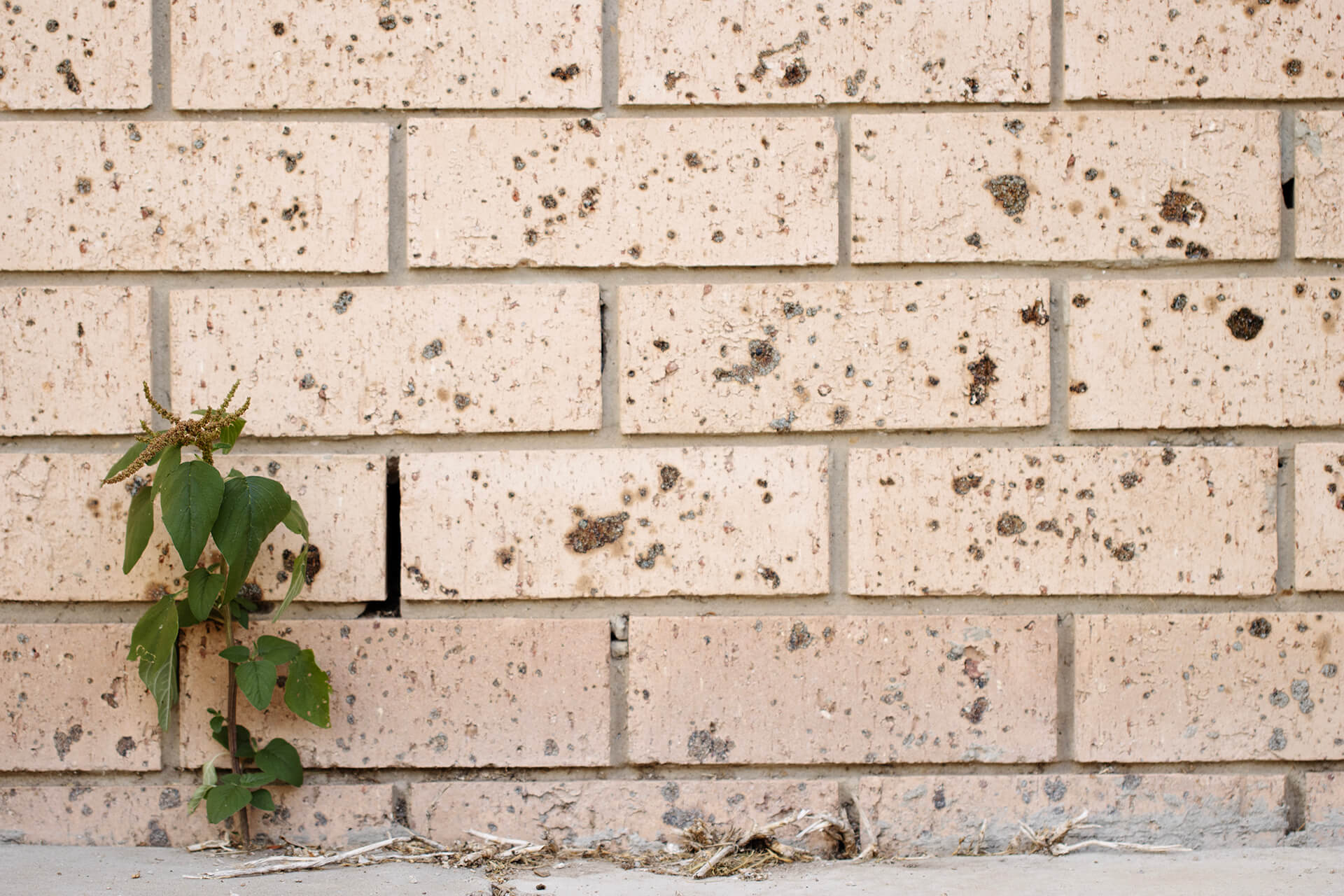 Honour For Digital Struggle For Survival By Michael Mitchell