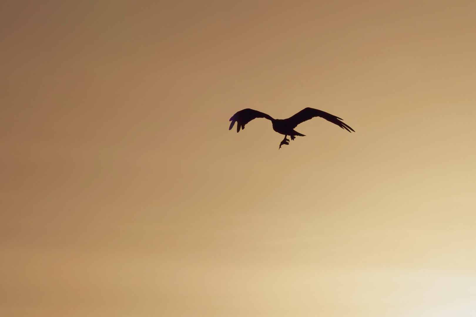 Honour For Digital Sunset Soaring By Heidi Wallis