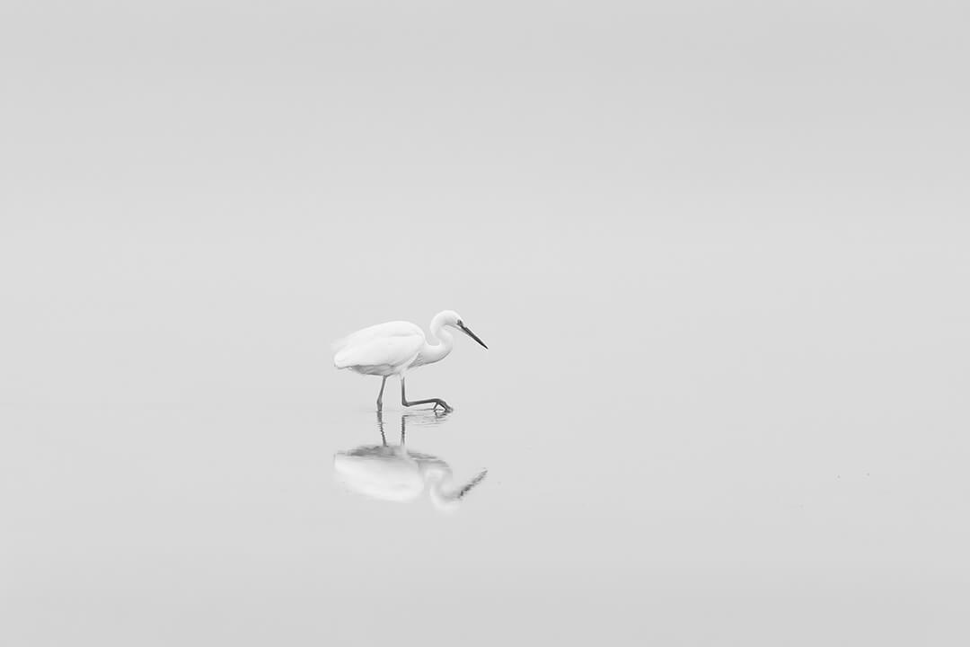 Honour For Digital The Lonely Egret By Kerri Anne Cook