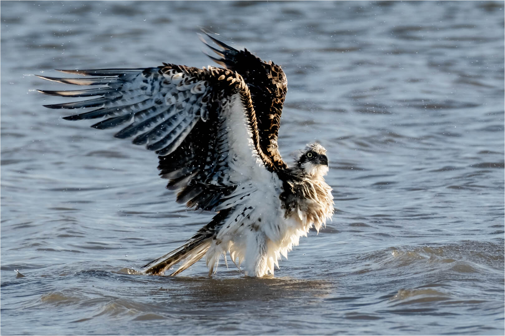 Honour For Print 42 Ready To Fly By