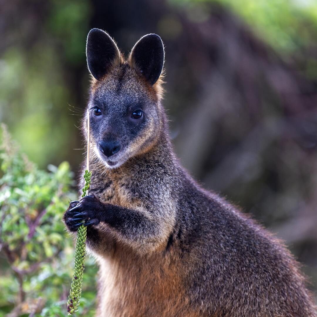Merit For Digital Afternoon Snack By Joyann Singleton