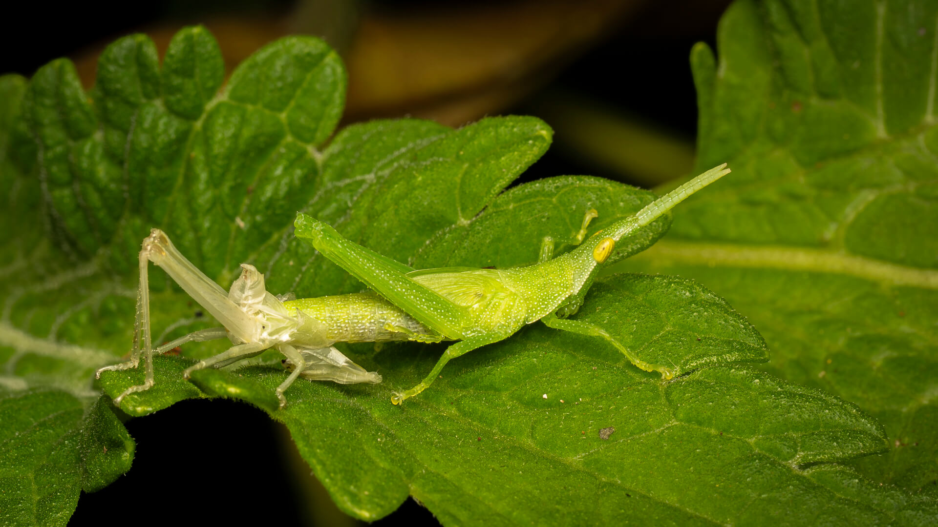 Merit For Digital Grasshopper Shedding Its Old Skin By Hazel Sempf