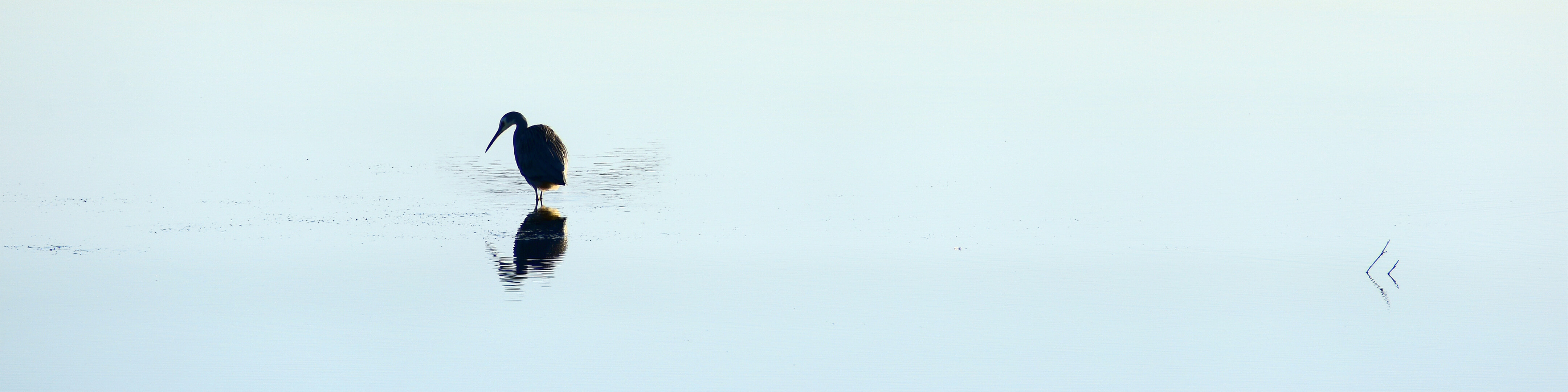 Merit For Digital HERON BLUE By Dallas Hrabar