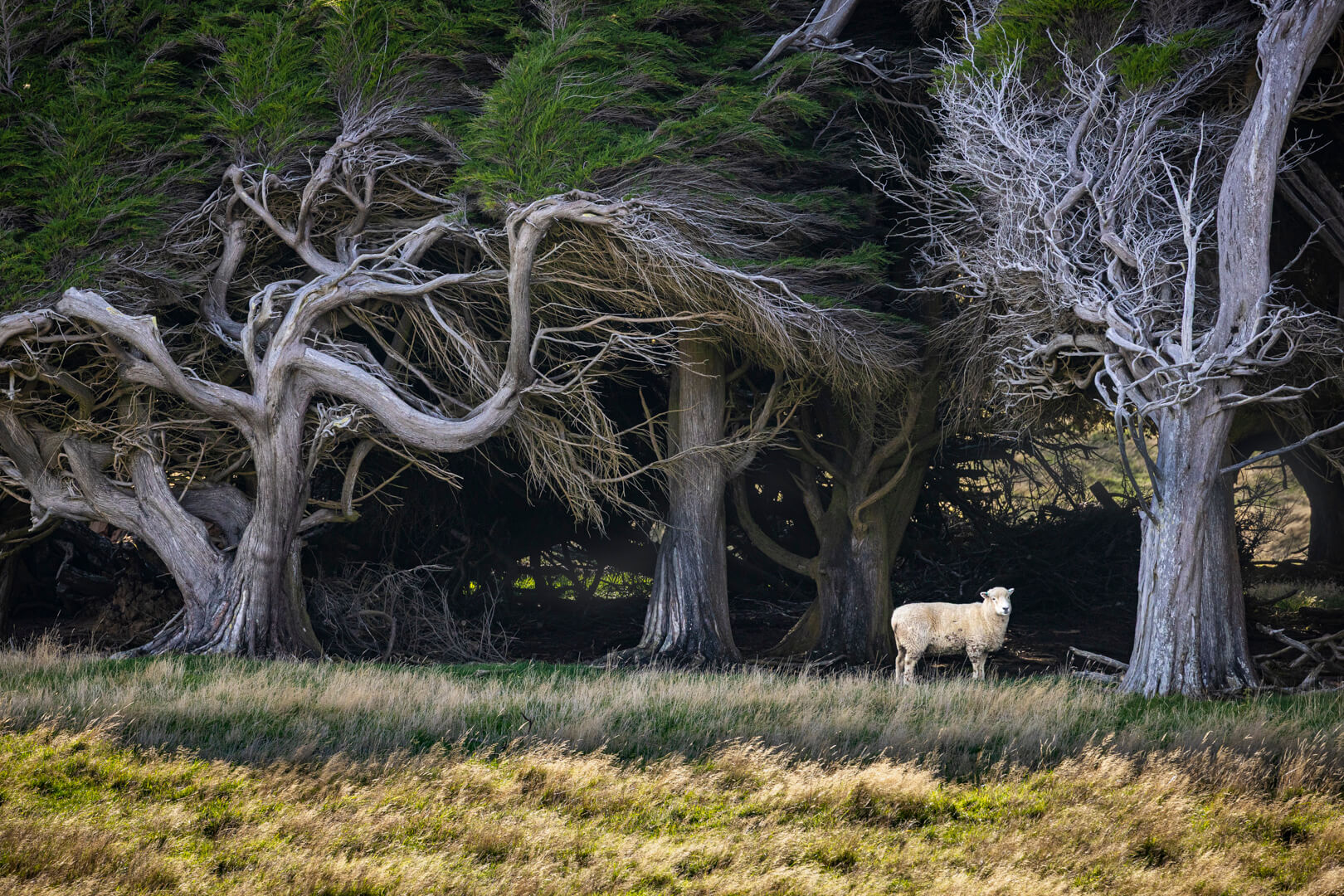 Merit For Digital The Lonely Sheep By John Dalton