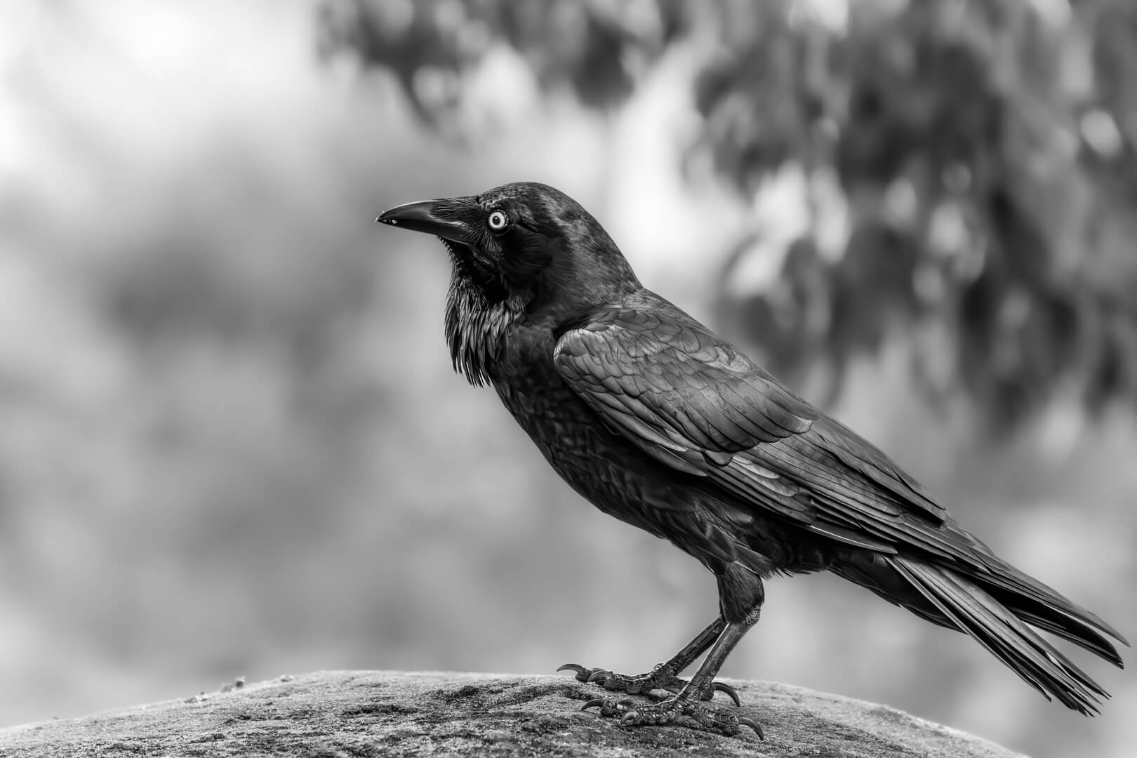 Merit For Digital The Raven By Ian Sweetman