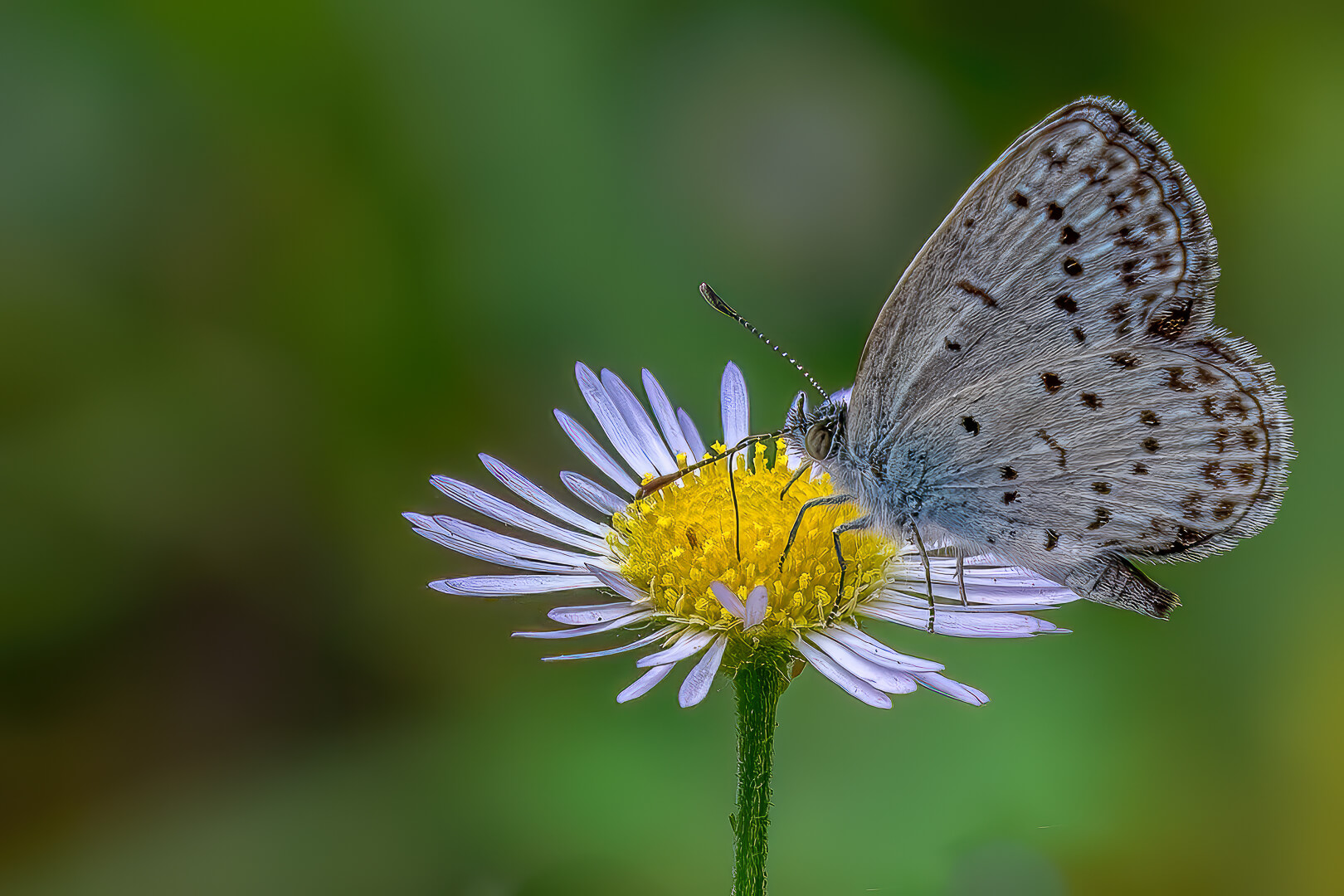 Merit For Print Butterfly On A Flower By