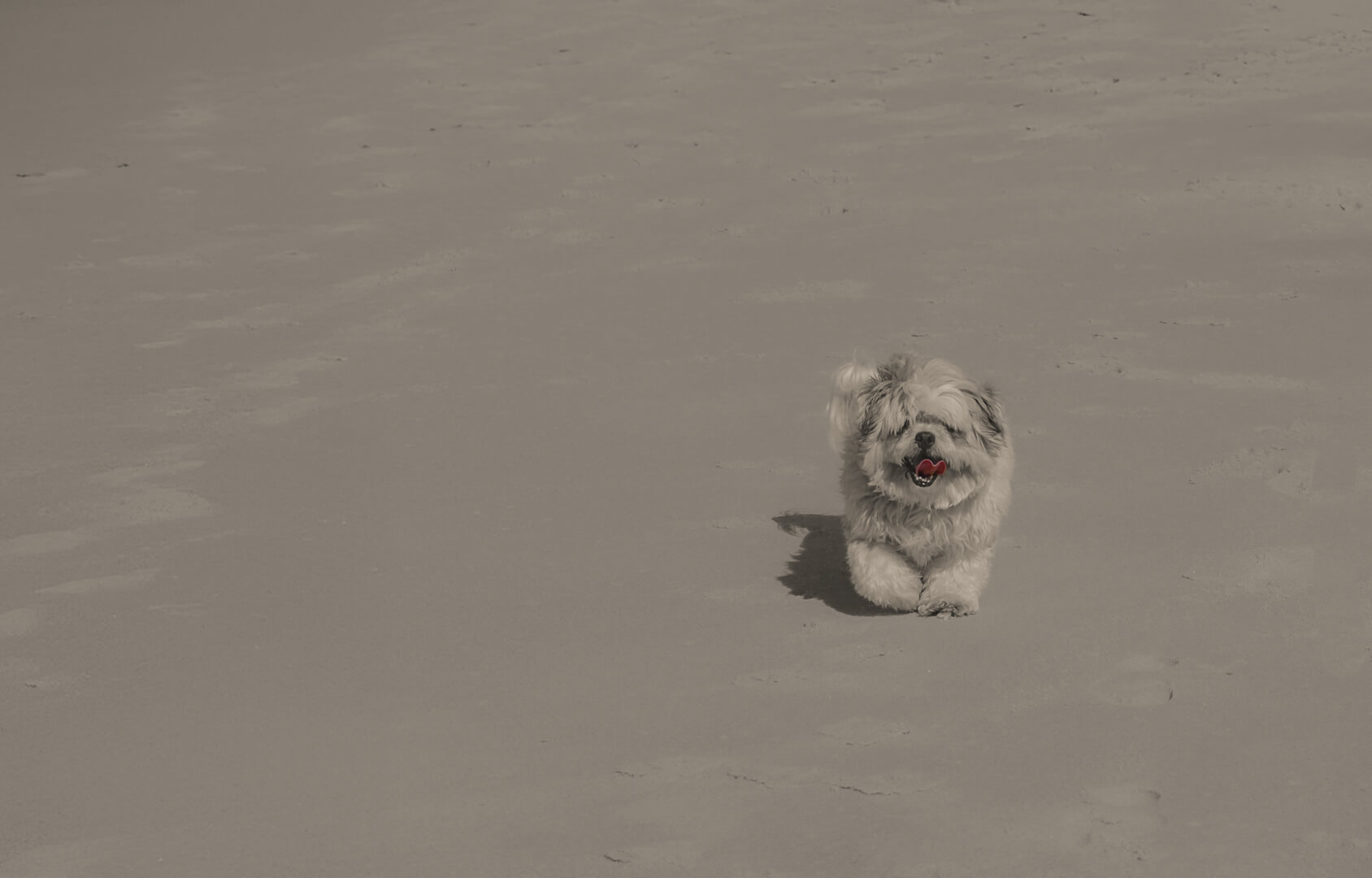 Merit For Print Cooper By Margareta Dewilde