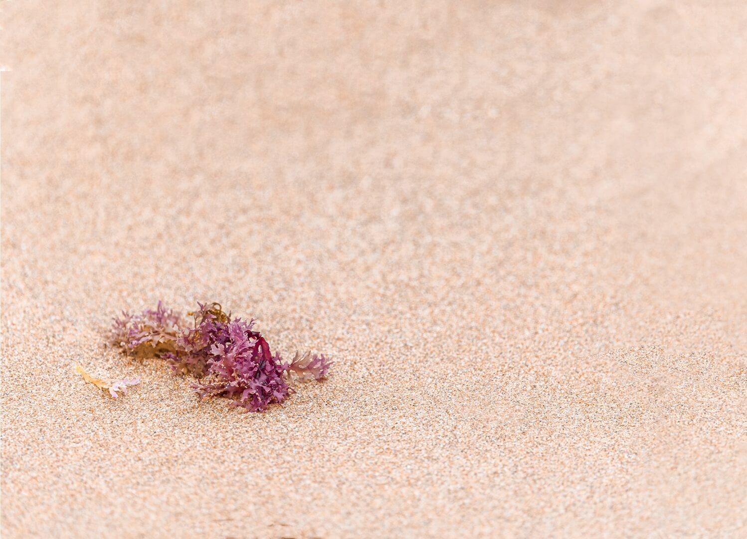 Merit For Print Washed Up Seaweed By