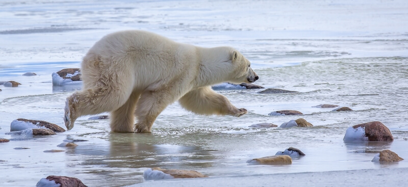 Honour For Balancing Bear By Bruce Martin