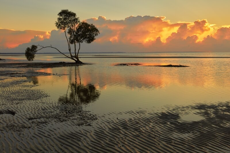 Honour For Lone Tree At Dawn By John Doody