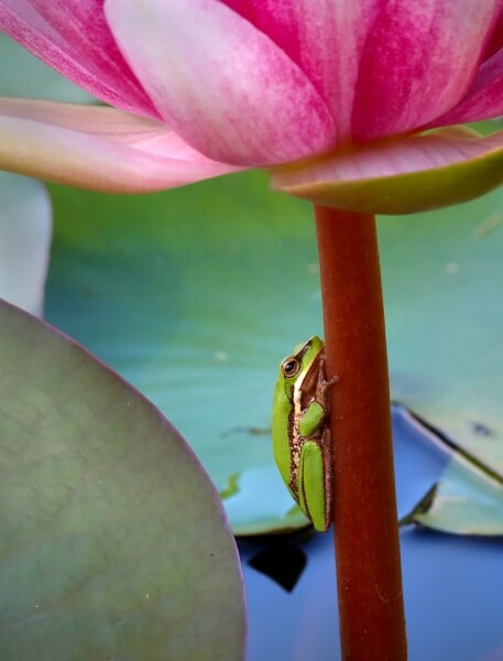 Honour For Sedge Frog On Lily Stalk By Ann Smallegange