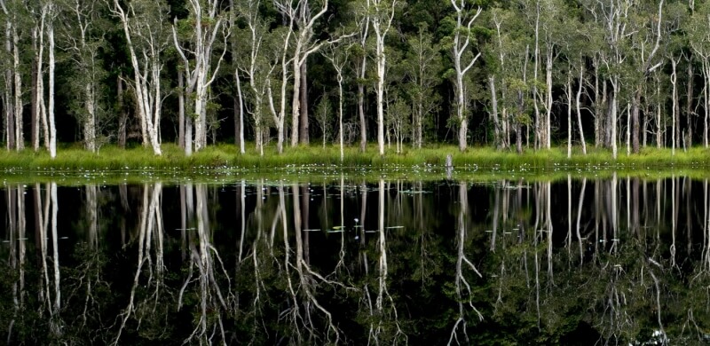 Honour For Urunga Wetlands By Margaret Duncan