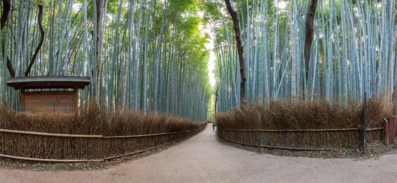 Merit For Bamboo Forest By Rodney Topor