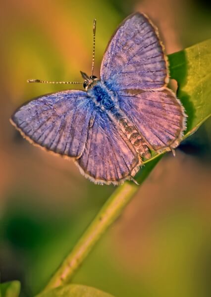 Merit For Blue Butterfly By Margaret Yeo