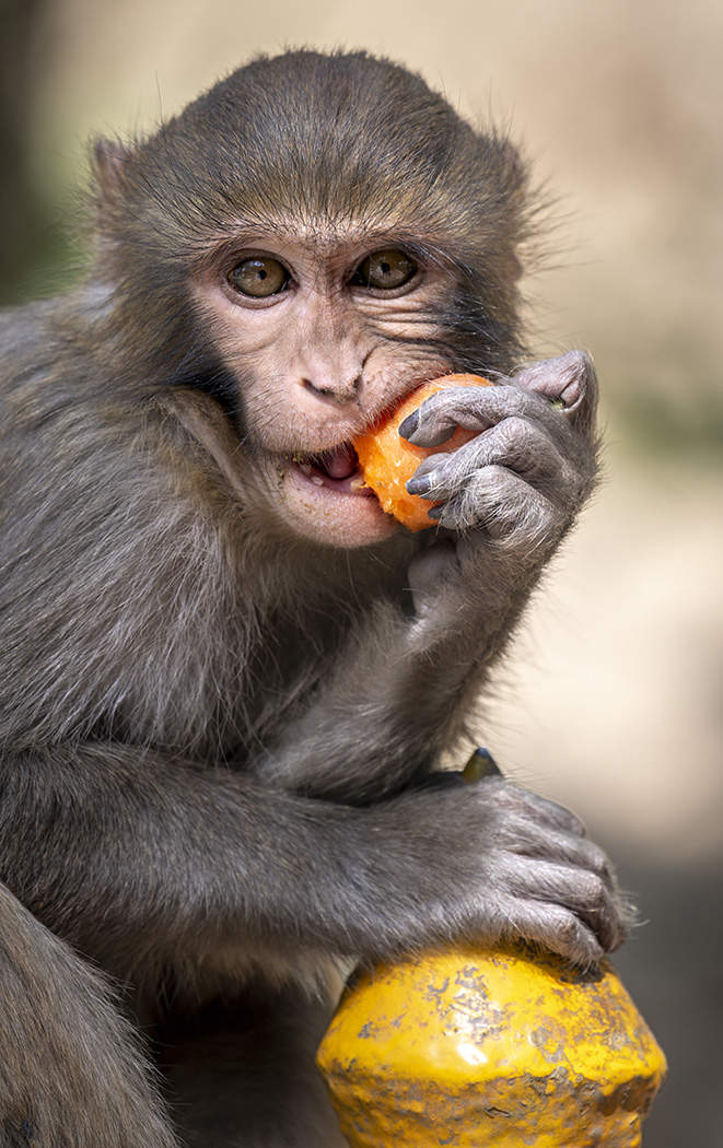 Honour For Munching A Carrot At Swayambhunath By Jefferey Mott