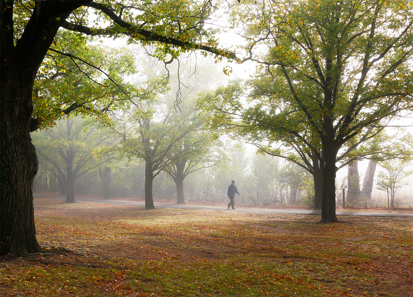 Honour For Walker On A Misty Morning By Ann Smallegange