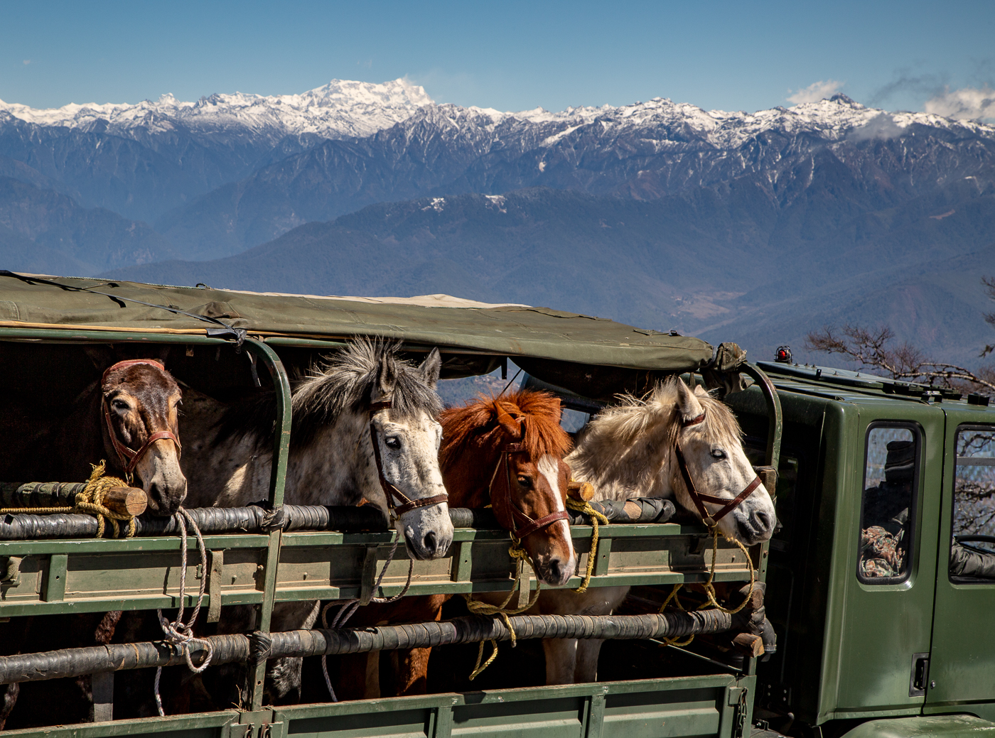 Merit For Himalayas And Horses By Lekha Suraweera