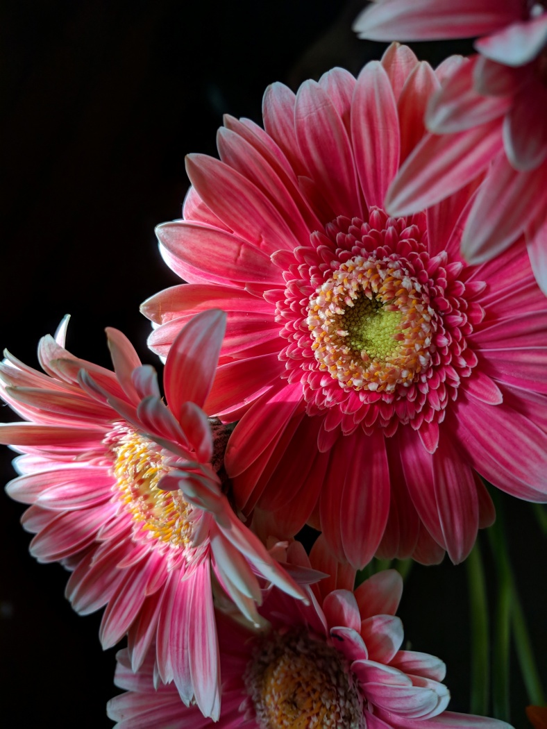 Merit For Pink Gerberas By Trudi Aykens