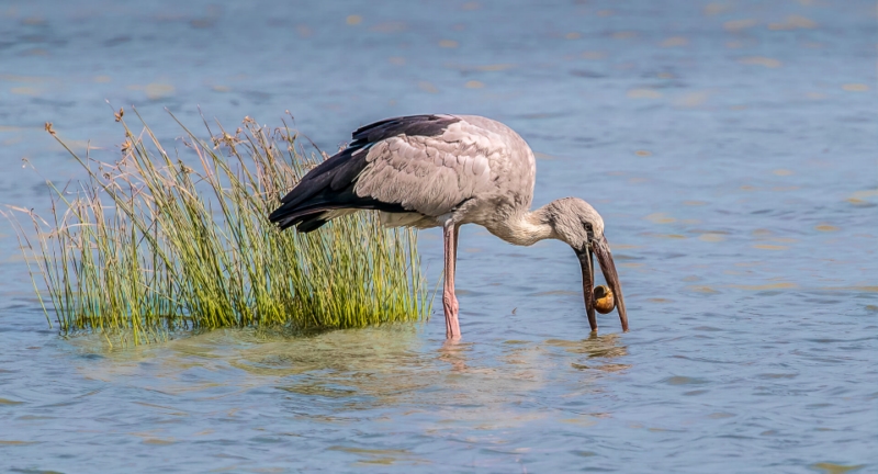 Merit For Asian Openbill By Lekha Suraweera