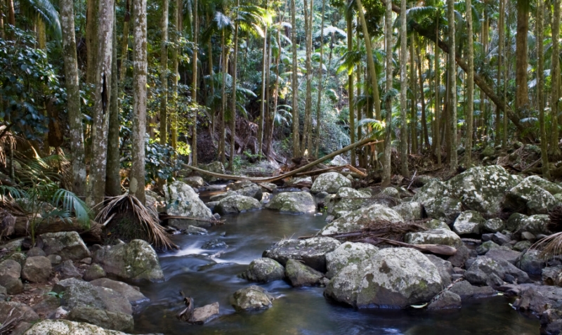 Merit For Cedar Creek Mount Tamborine By Michael Mitchell