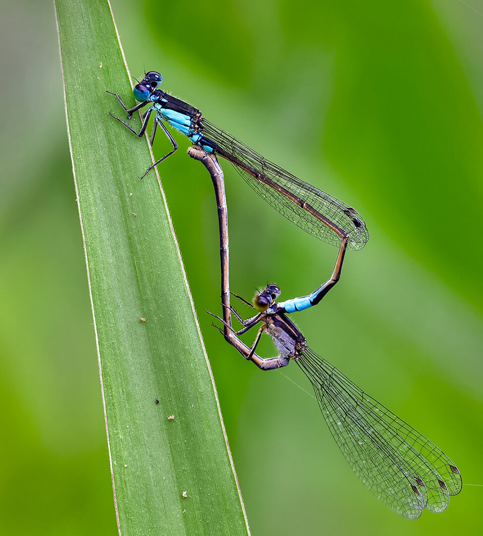 Honour For Digital Common Bluetail Twosome By Ann Smallegange
