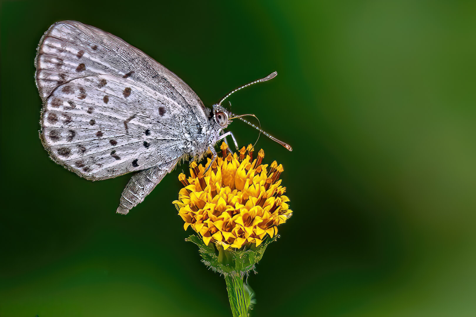Honour For Print Resting Butterfly  By Swarna Wijesekera