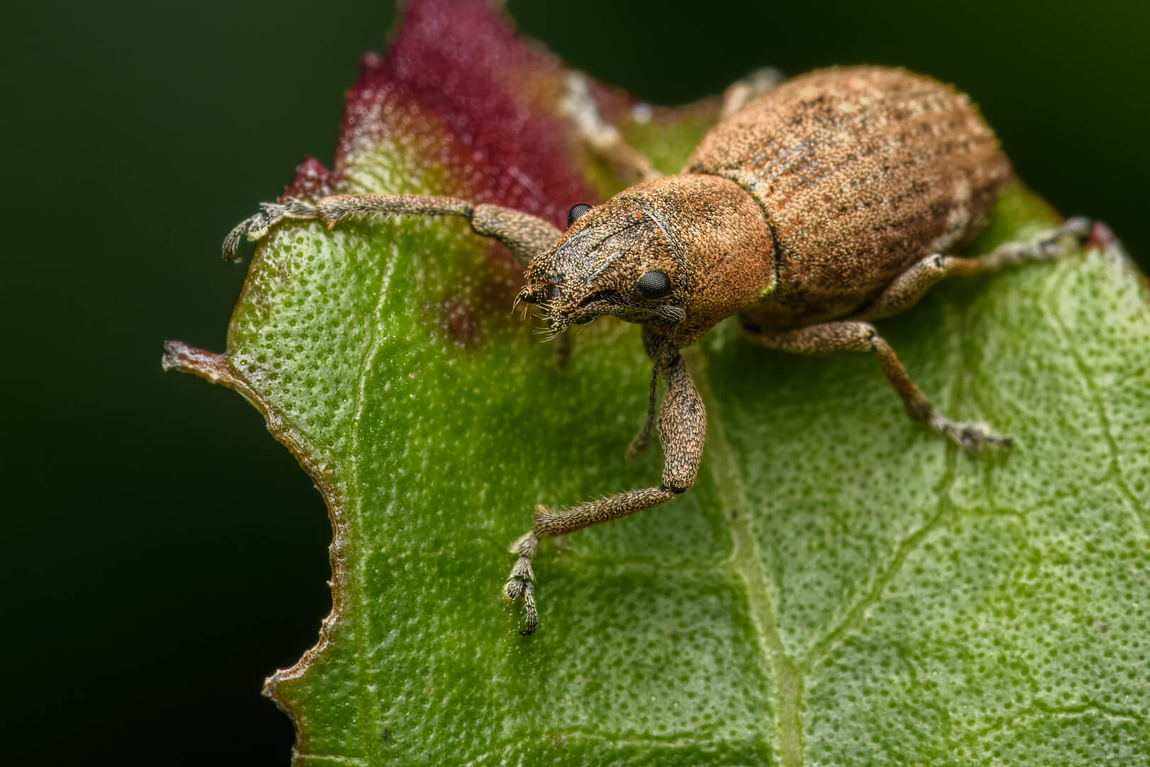 Merit For Digital Evil Weevil By Ian Sweetman
