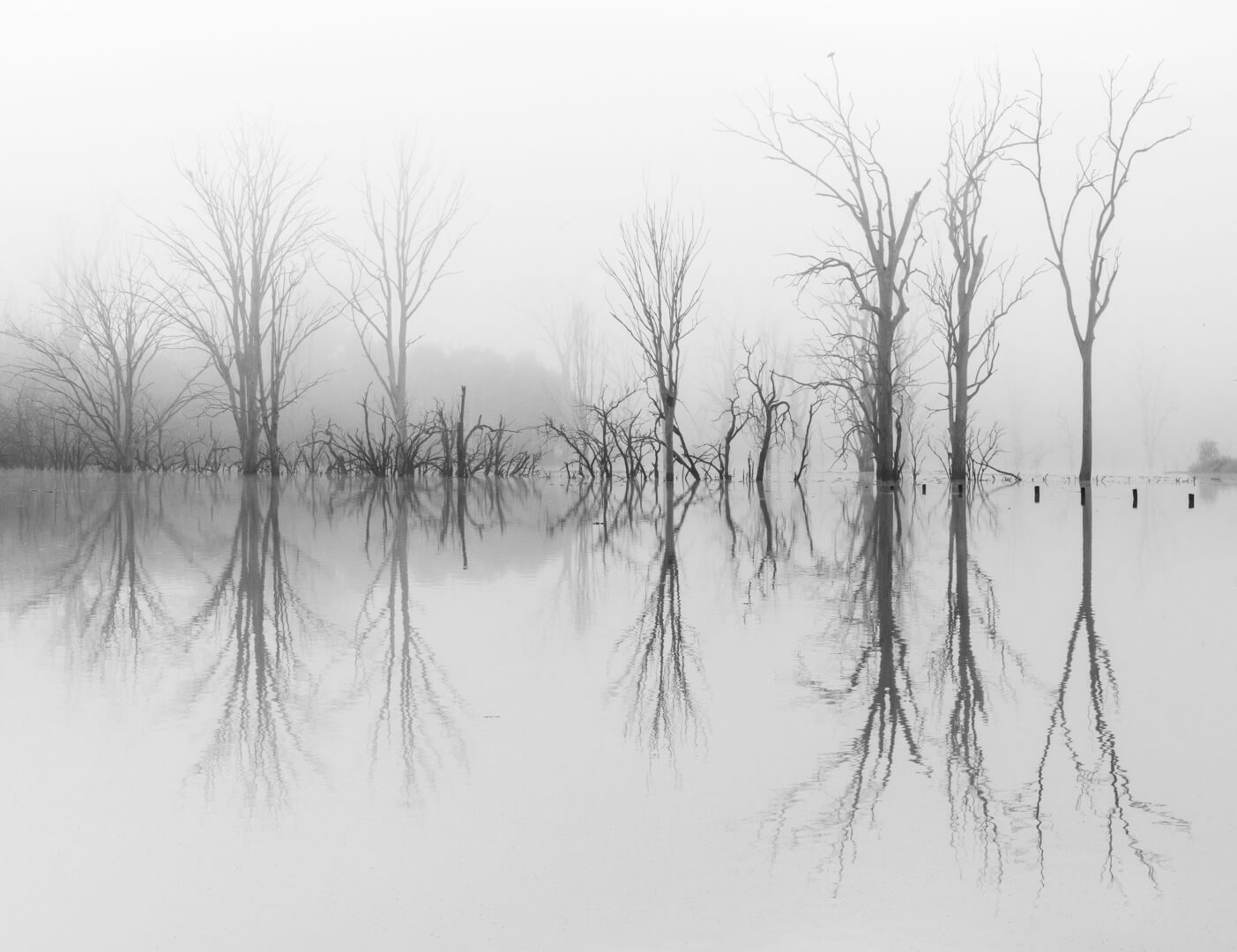 Merit For Digital Fog Morning By Shuying Jiang