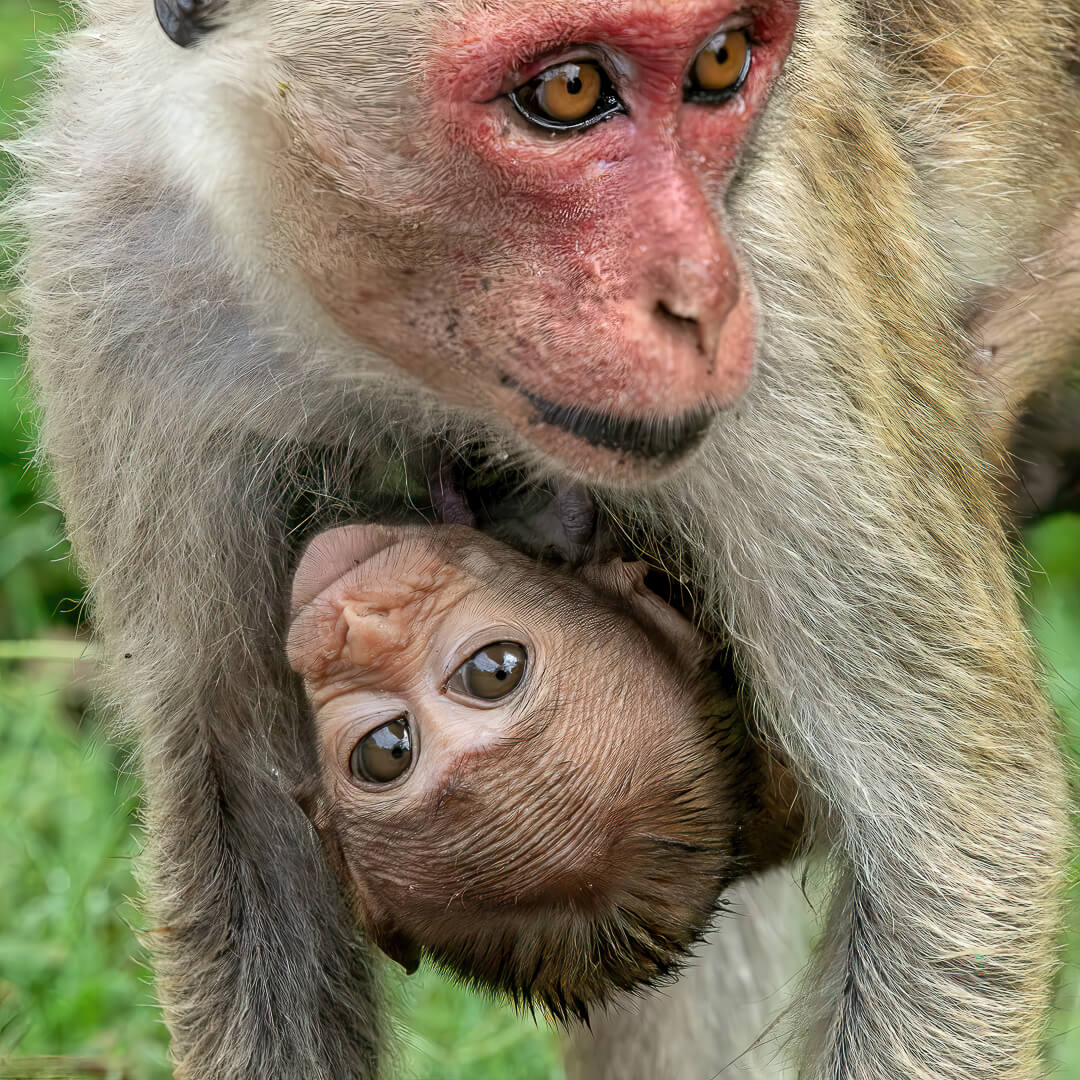 Merit For Digital Hanging On To Mama ! By Swarna Wijesekera