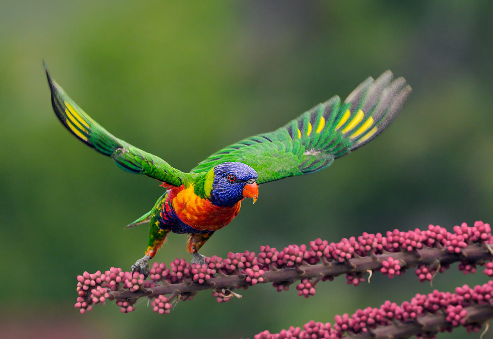 Merit For Digital Lorikeet Launching By Alan Wigginton