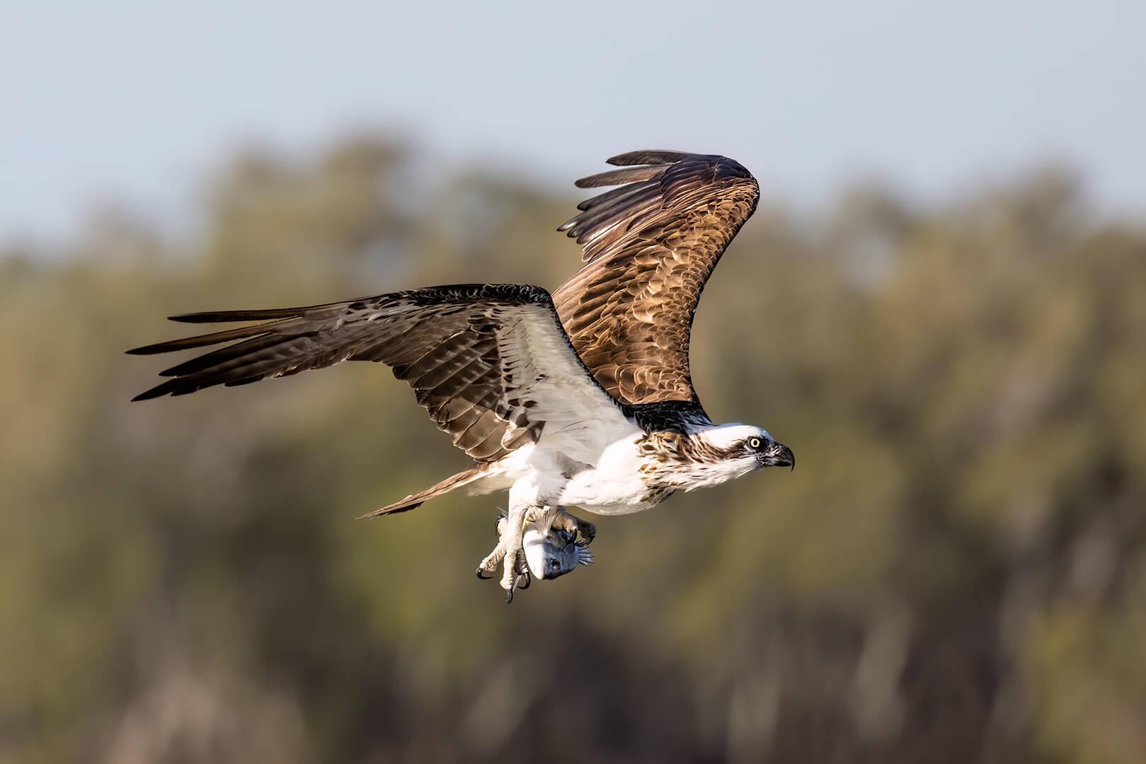 Merit For Digital OSPREY WITH A FEED By Kerri Anne Cook